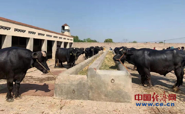 全国首批进口巴基斯坦优质奶水牛胚胎落地广西